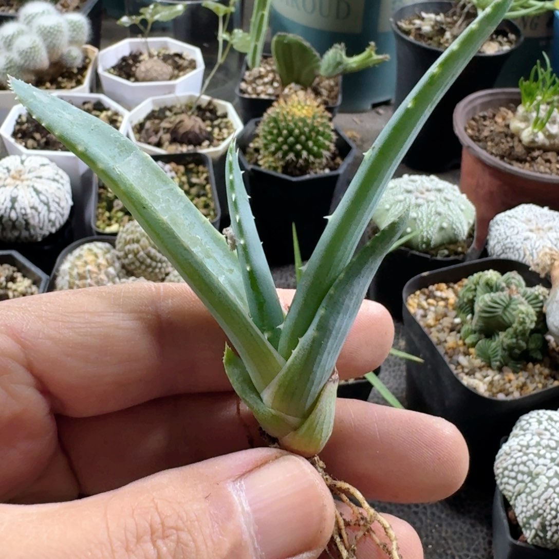 386推进器芦荟脱土发货