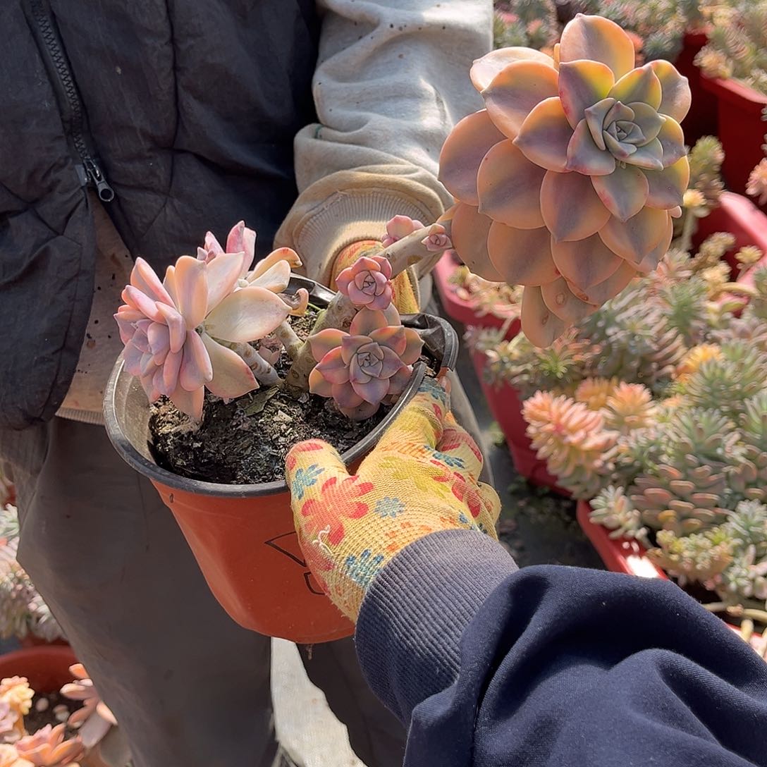 美****草多肉植物紫乐景Z8