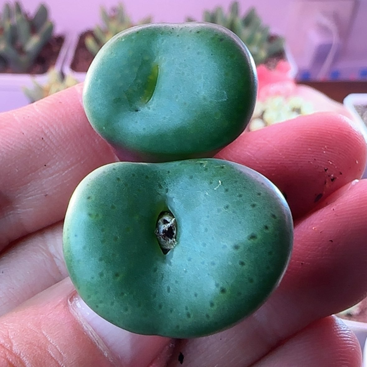 【闪购商品】荷叶安贞12345