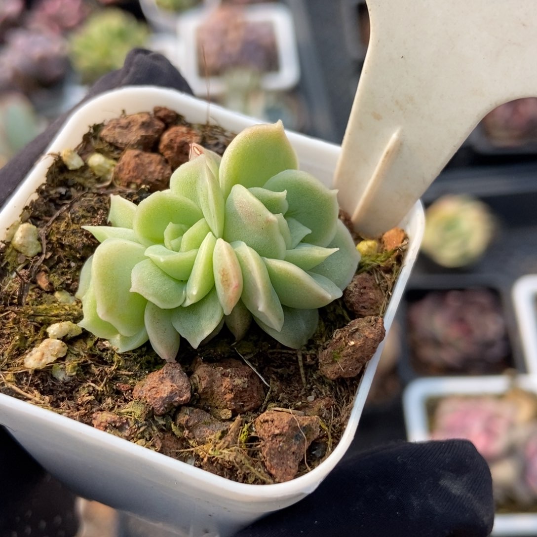 916虾饺多肉植物