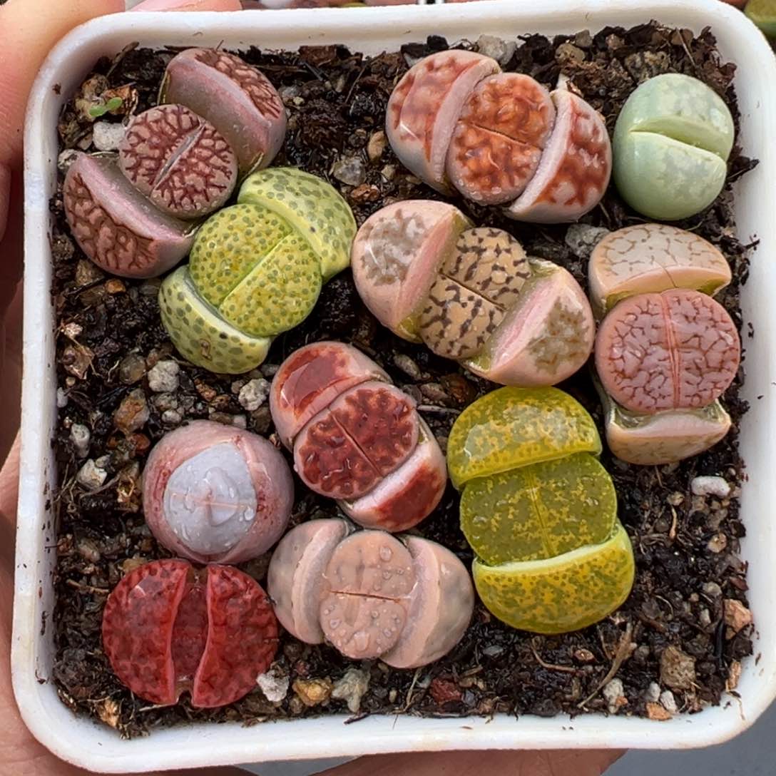 1.20好看的多肉802