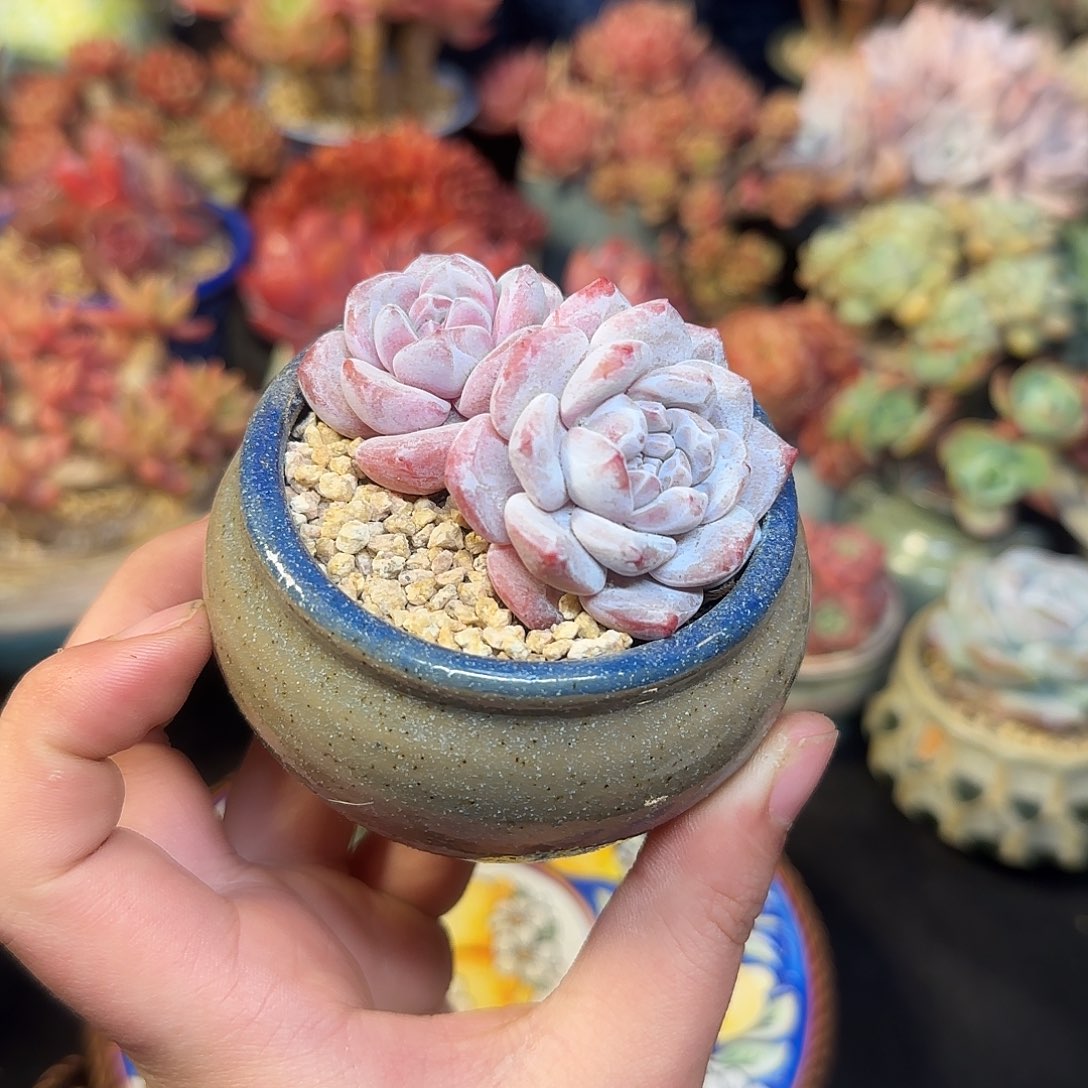 星影杂雪莲5cm左右带盆土