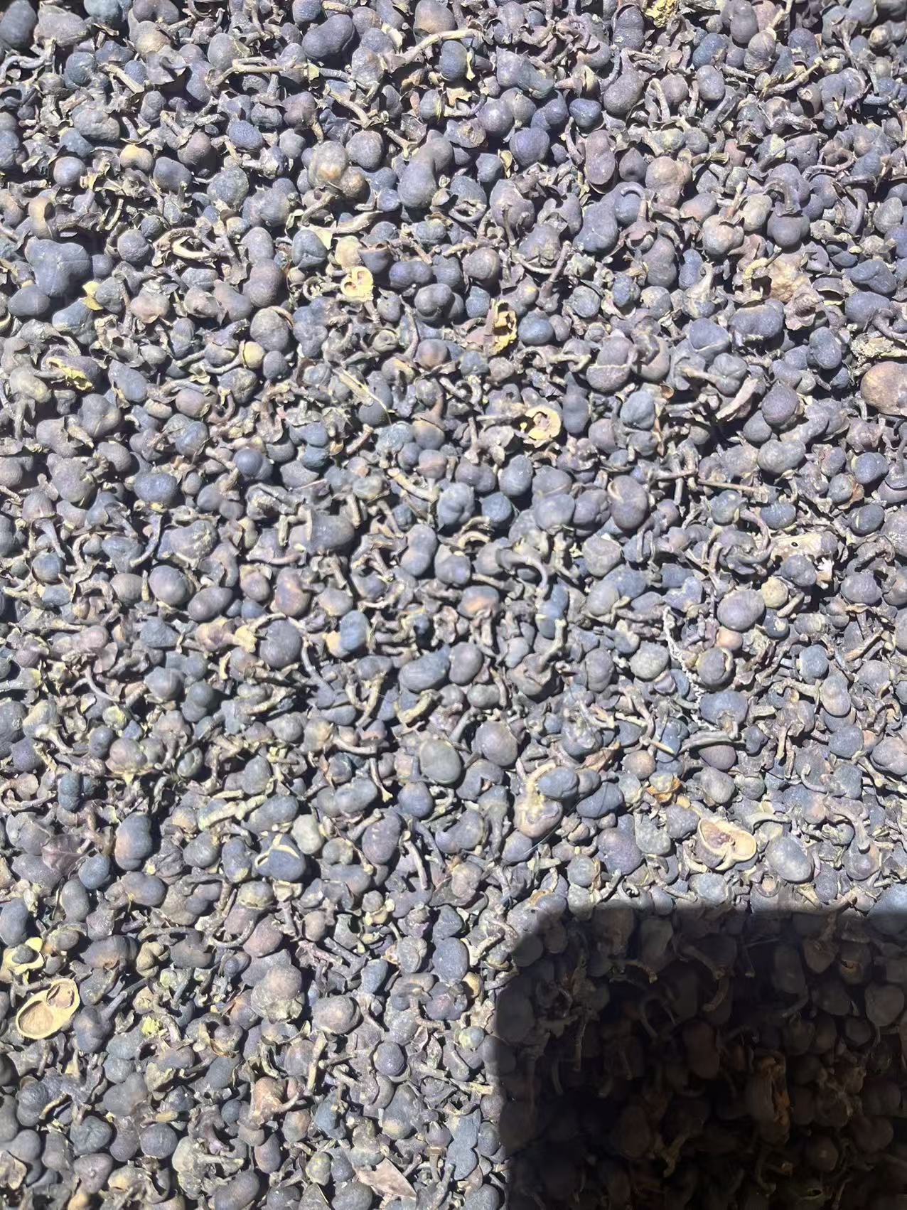 [高马茶籽]人参果 1987年 湖南正宗安化黑茶茶籽