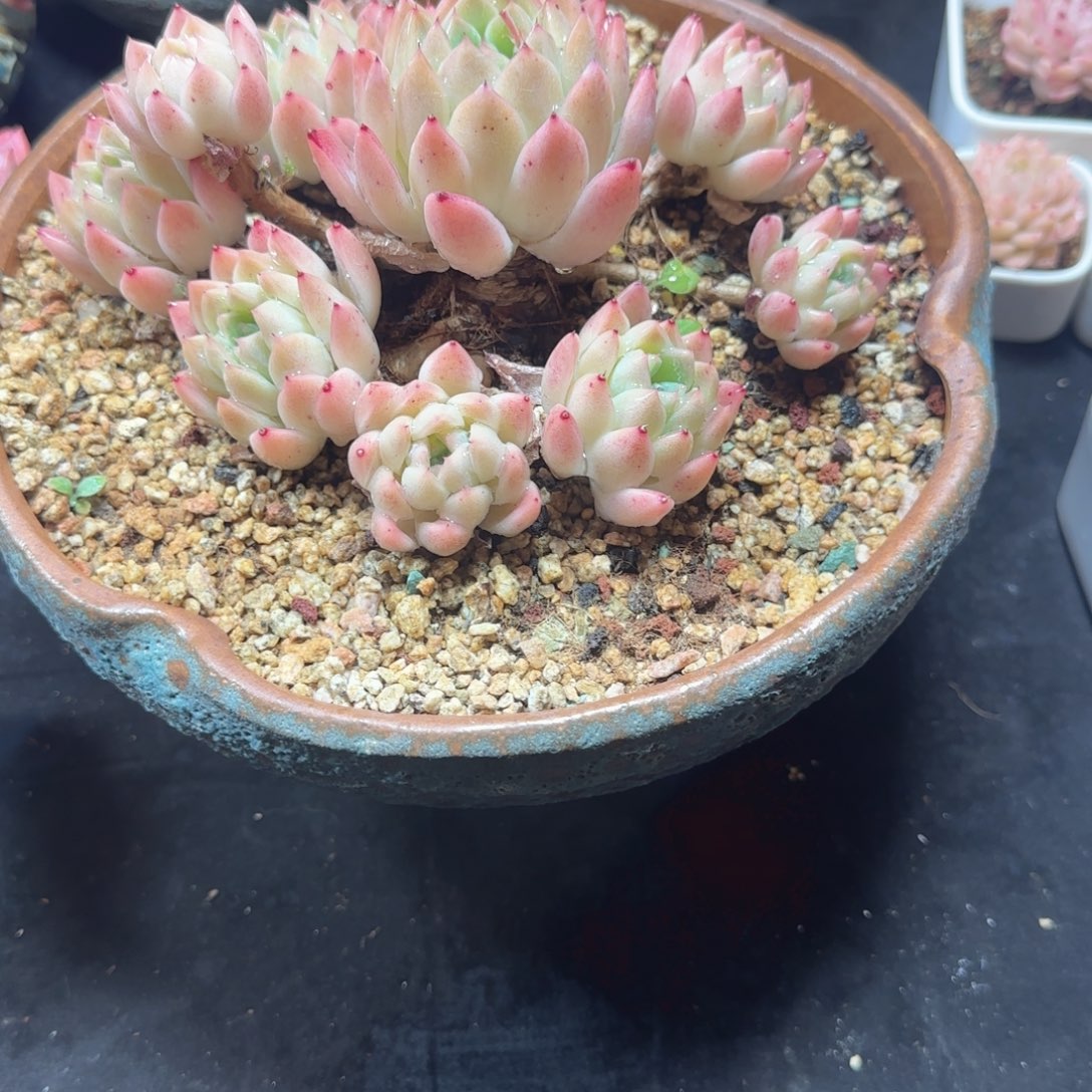 黛西家多肉，月儿