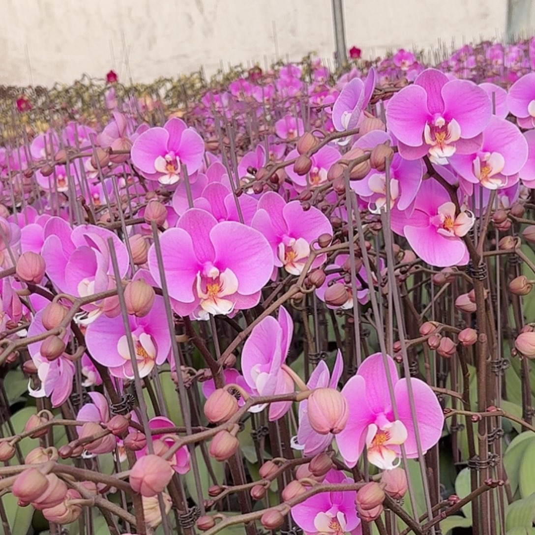 无花朵安娜大颗高品质一安娜大颗高品质一颗