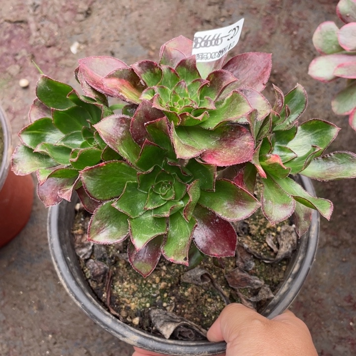 993魅影七彩嫁接多肉123445788