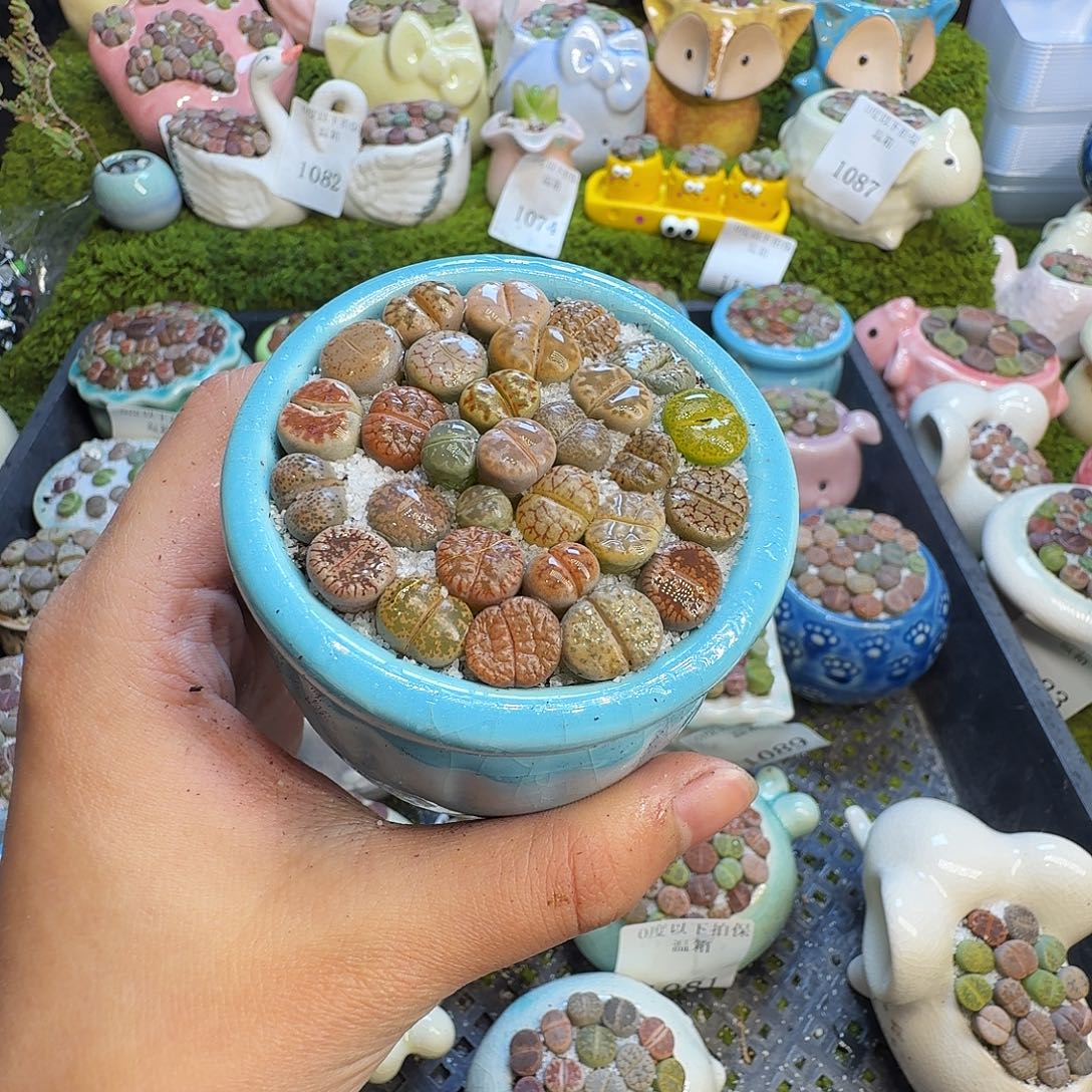 偶***点多肉葡萄干和水果茶1168