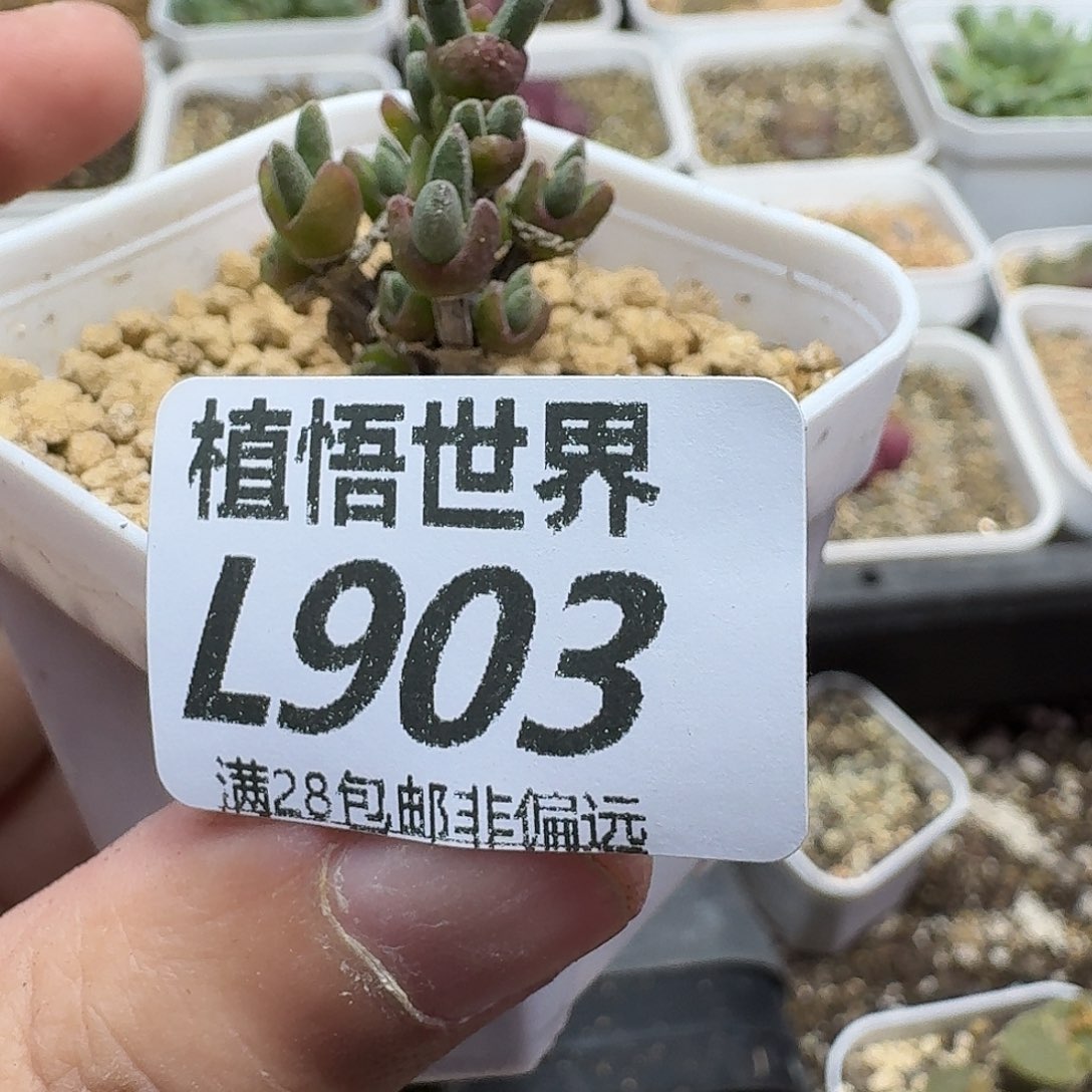 多肉植物的润泽gbn