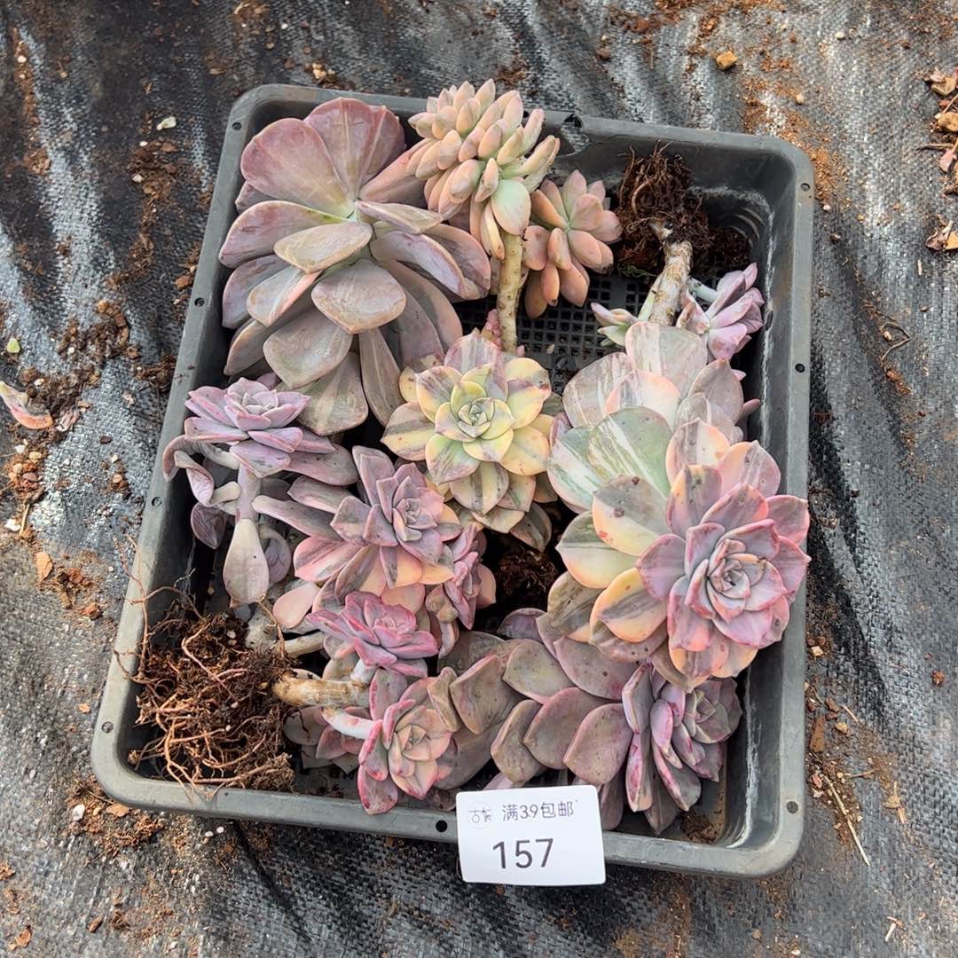 157紫乐锦老桩多肉植物
