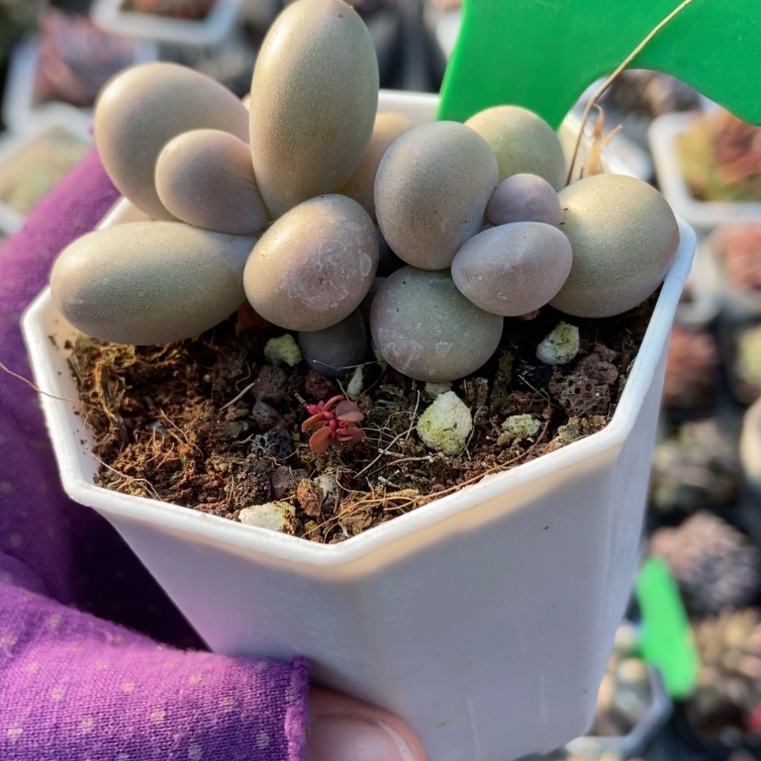 756彩虹奶多肉植物