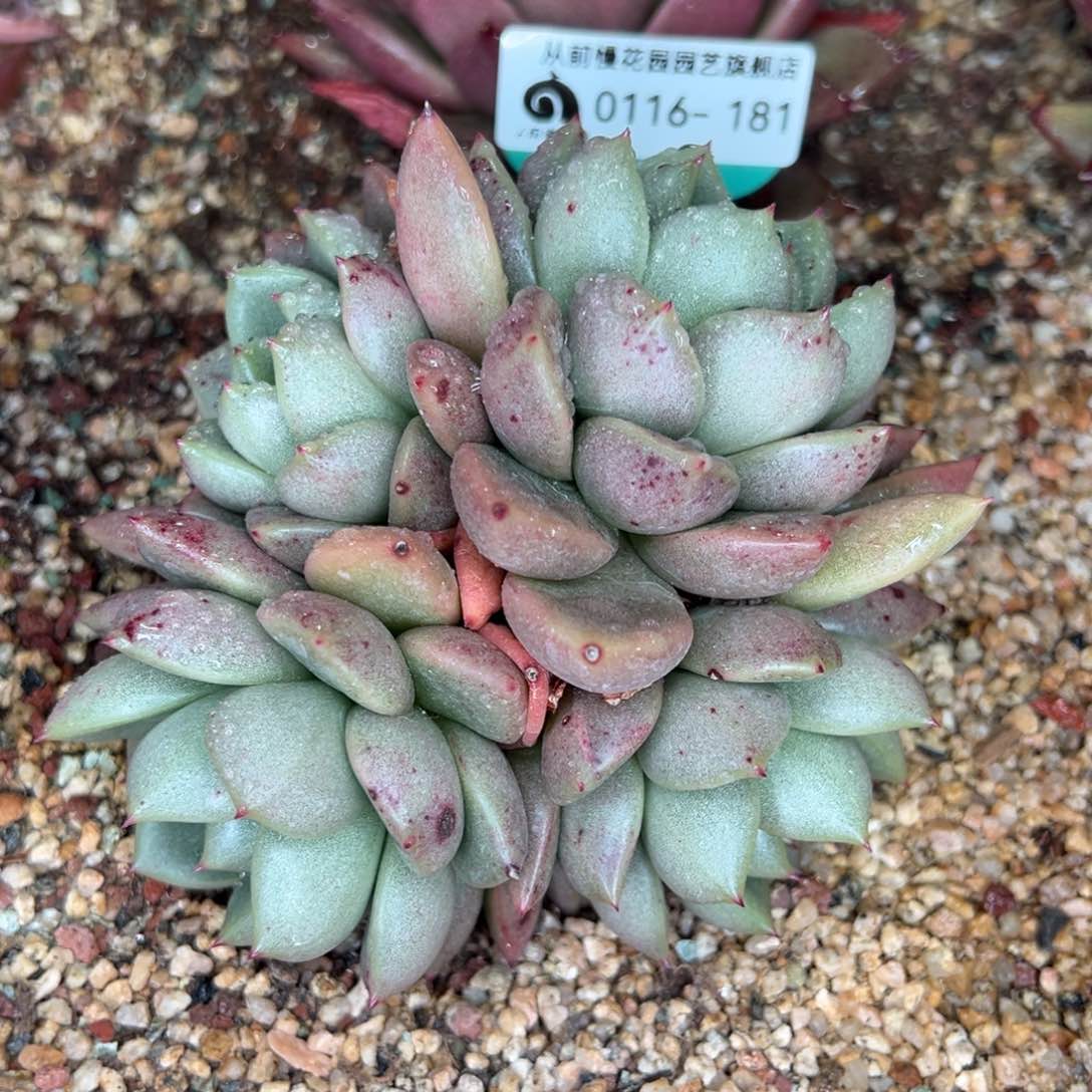 从前慢多肉精选超好0116.181