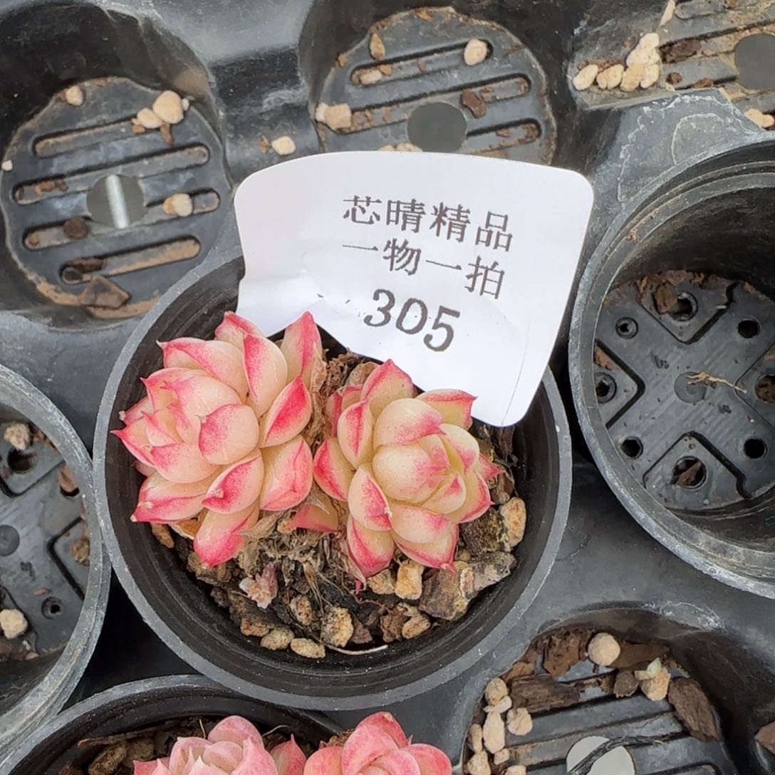 闪购精品多肉305号