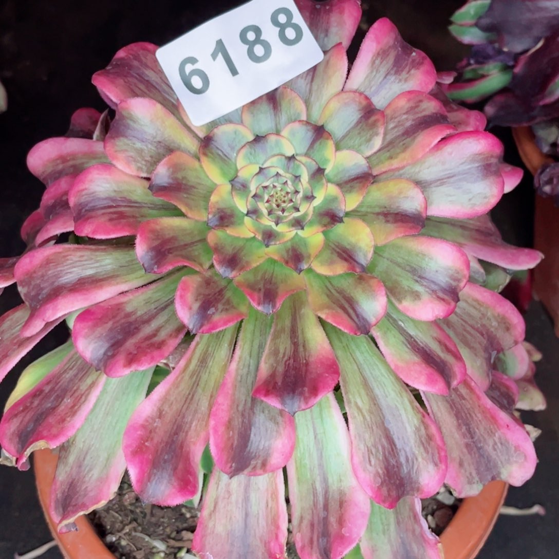 佳丽多肉特价发货