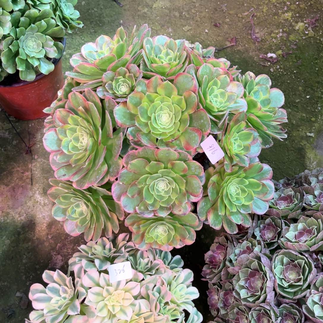 多肉植物奶白916