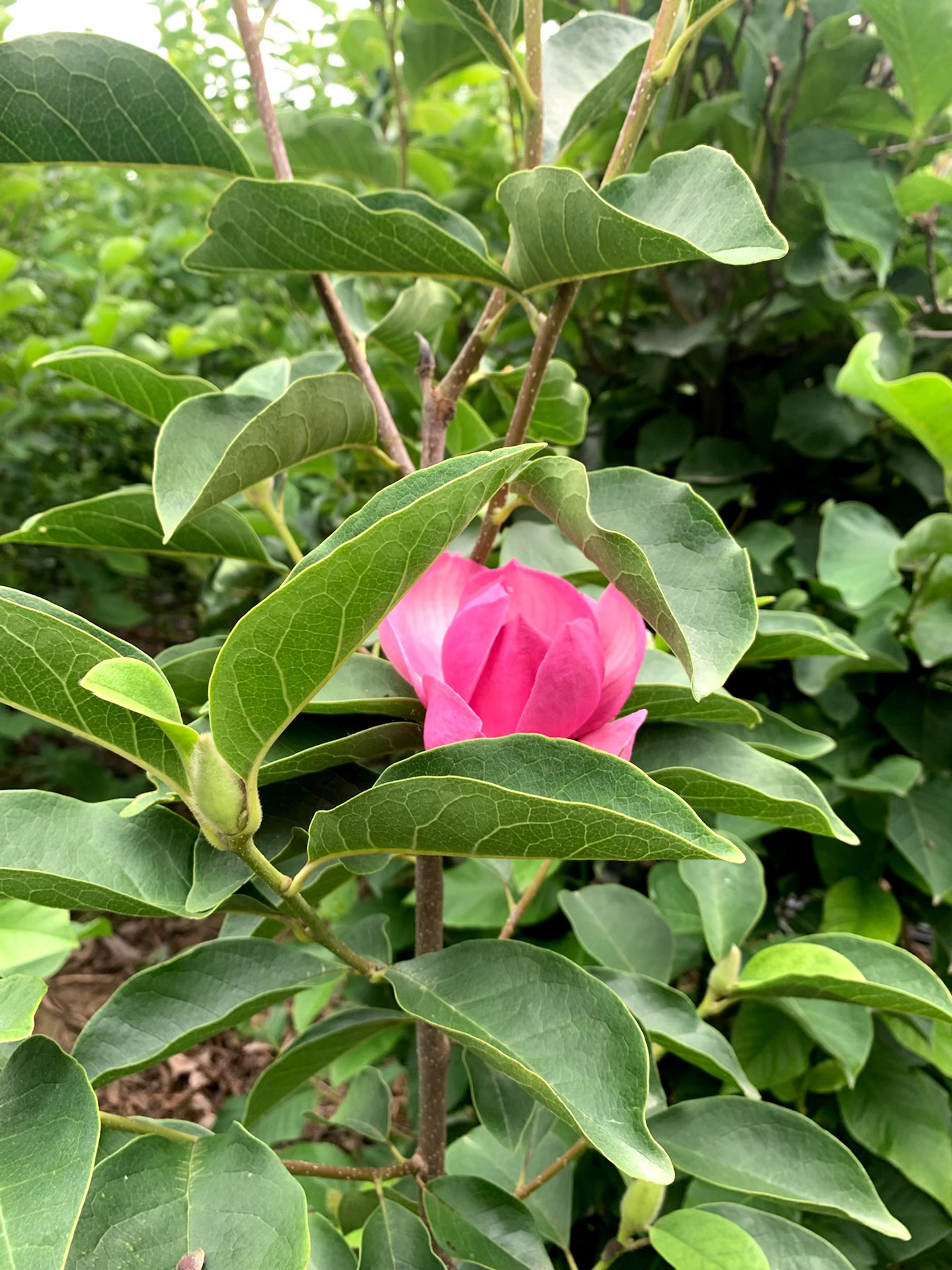 荷韵（埃及艳后）三季开花玉兰新品