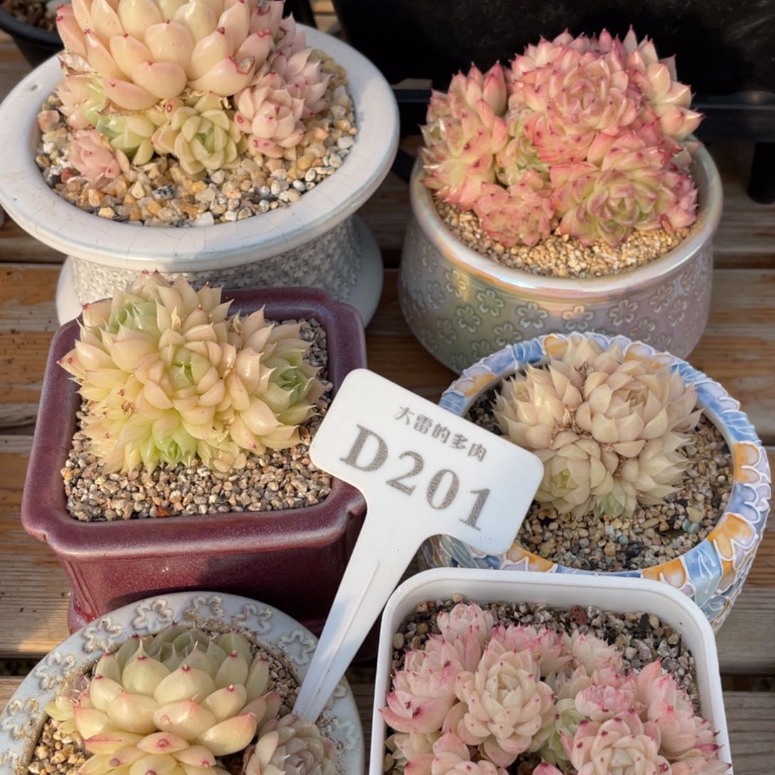 非*啊201 麦秆6群 啦啦啦