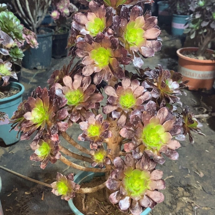 黑桐多肉植物18。  