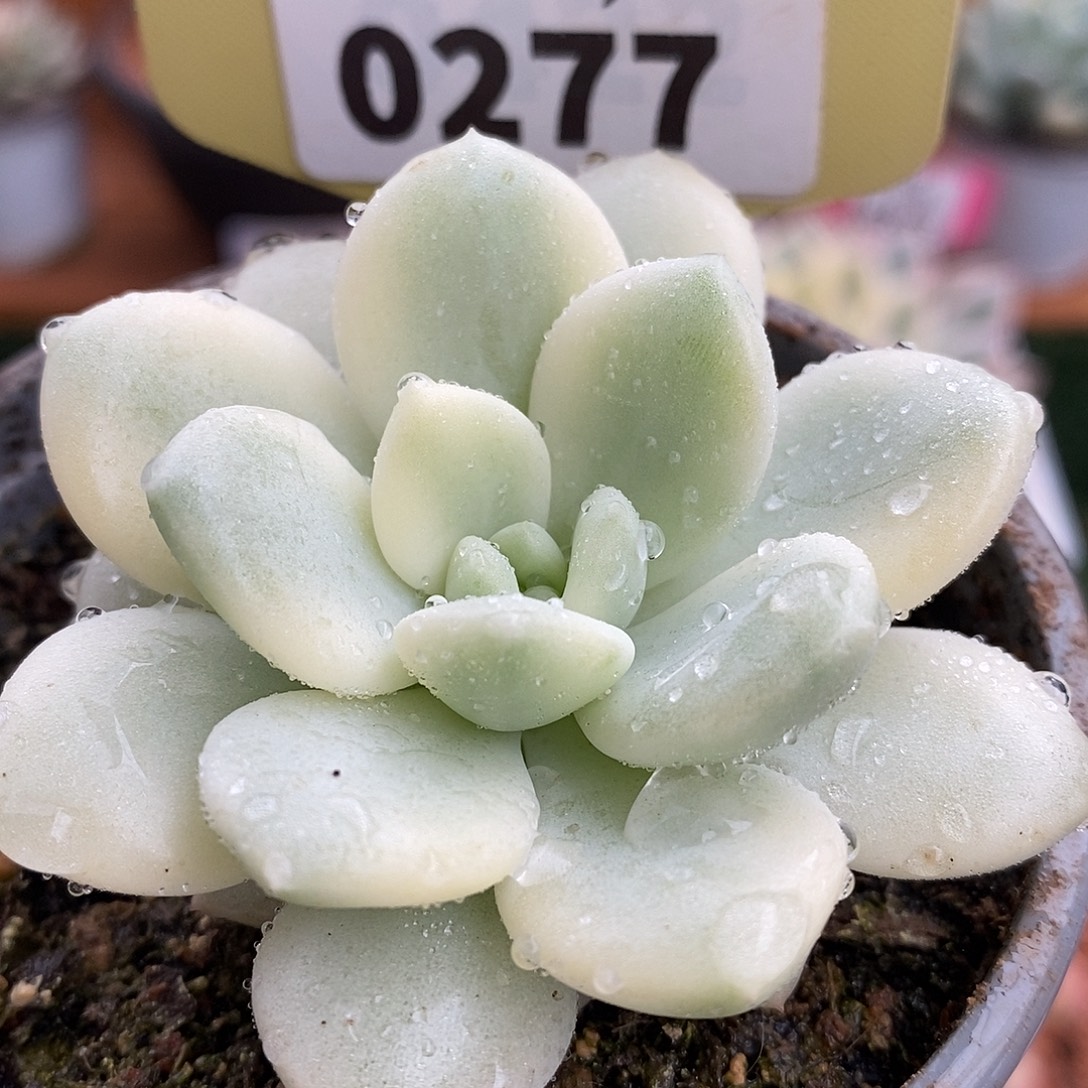 277新香水哈哈哈哈哈哈