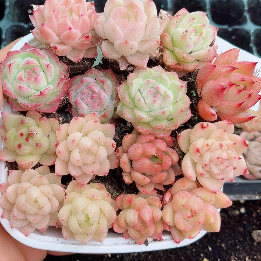 1-248 新疆西藏内蒙不发12.8包邮2-3公分多肉