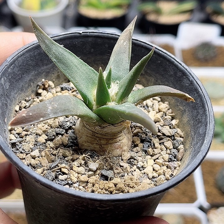 黄花龙牙牡丹实生球一颗