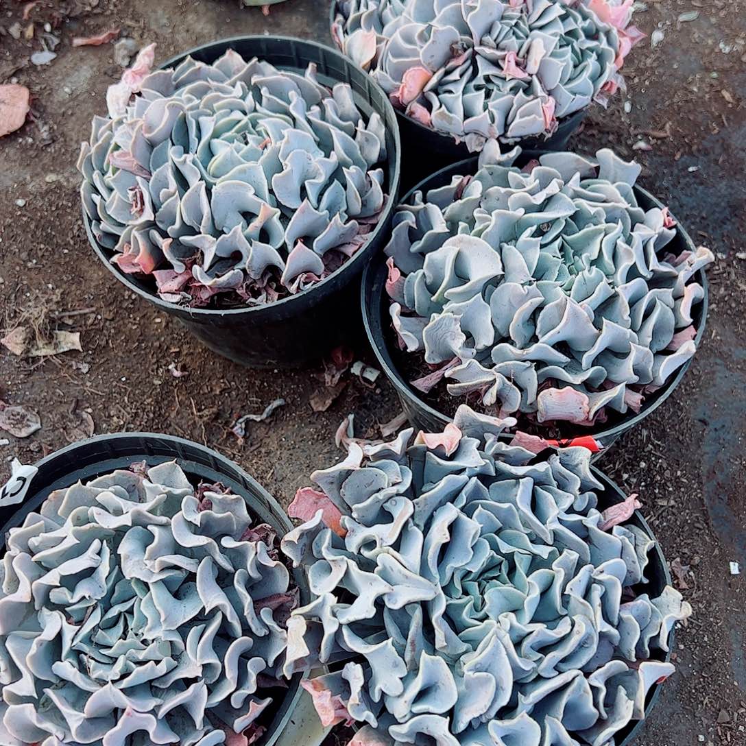 天鹅湖大单头精品特价