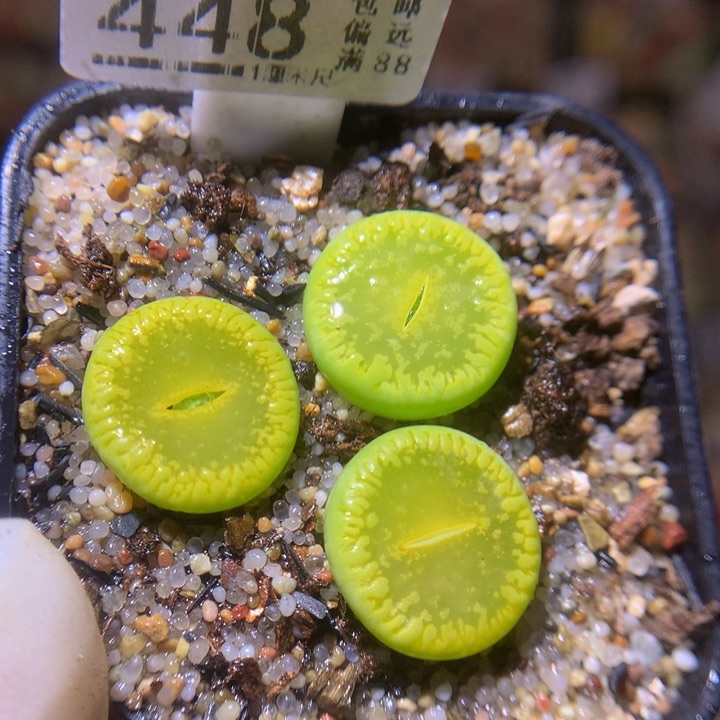 精品生石花214.448