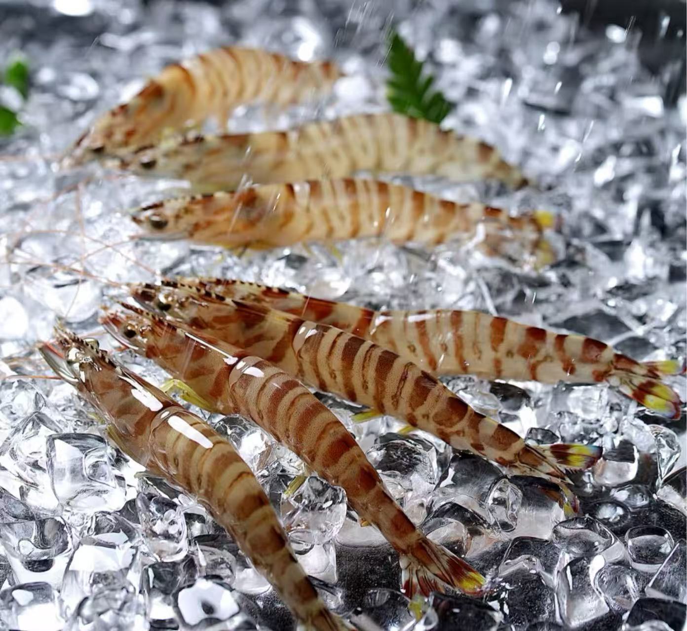 海捕竹节虾/基围虾（每斤35只左右）2斤  鲜虾速冻后 发顺丰冷链