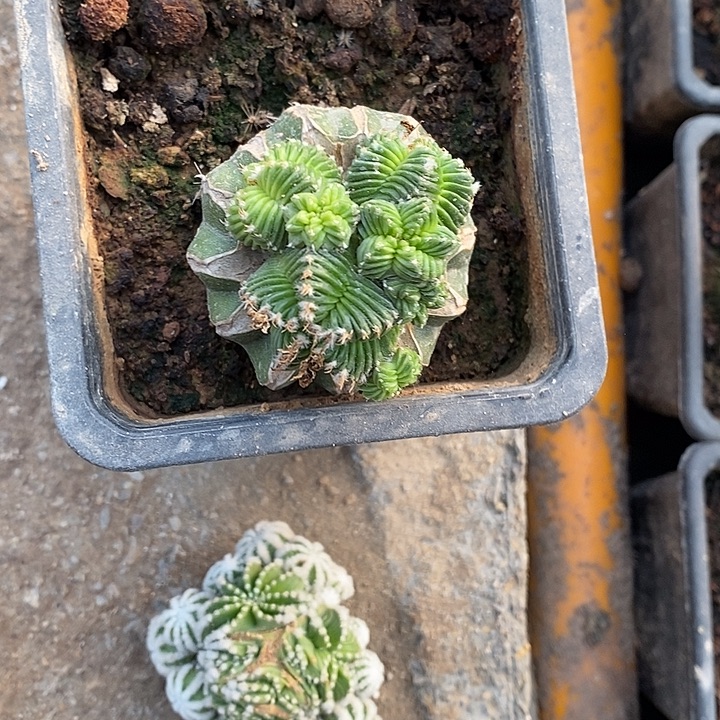 小***习哈哈哈哈哈哈哈哈