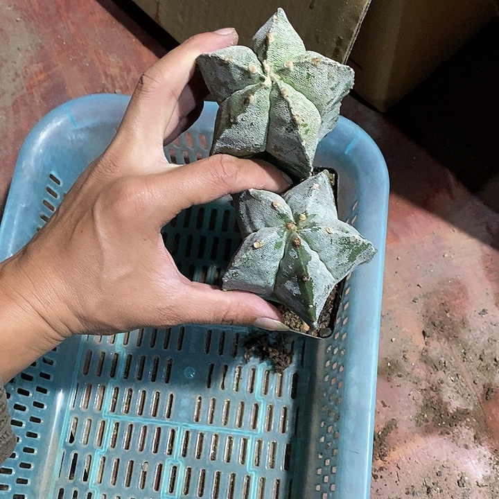 组合2棵实生脱土发货