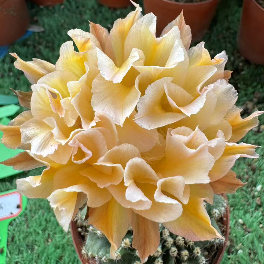 彩，18A5仙人球，环境不同花色花型颜色深浅不同属于正常，介意勿拍！