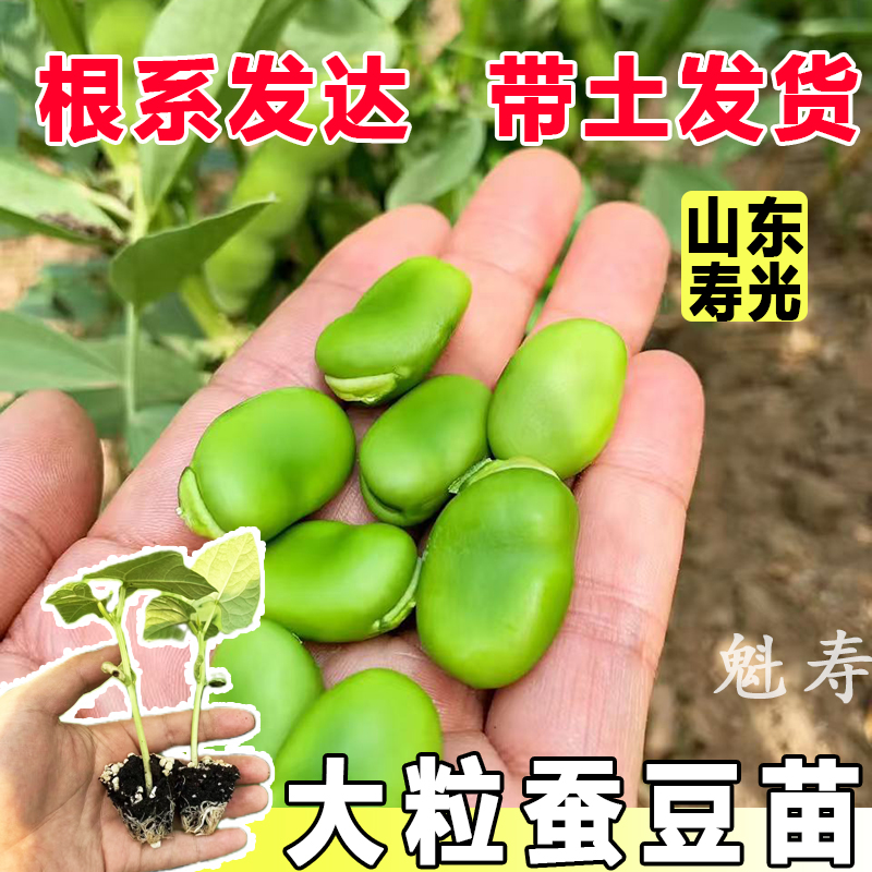 蚕豆苗四季罗汉豆苗春秋耐寒蚕豆央苗庭院新鲜秧苗阳台蔬菜苗幼苗