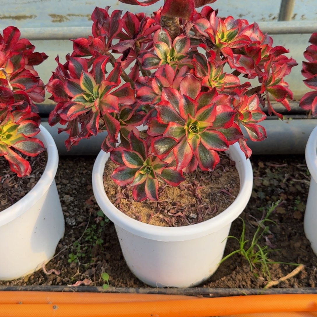 痞***板191魅影。多肉植物