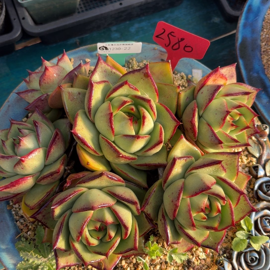 从前慢花园多肉编号1230-22