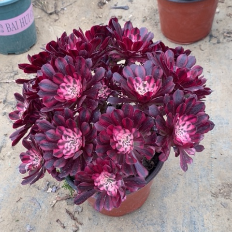 红桐白多肉植物020