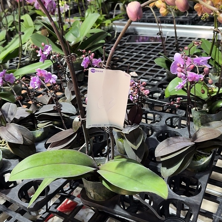 向***！大部分开放少量花苞63