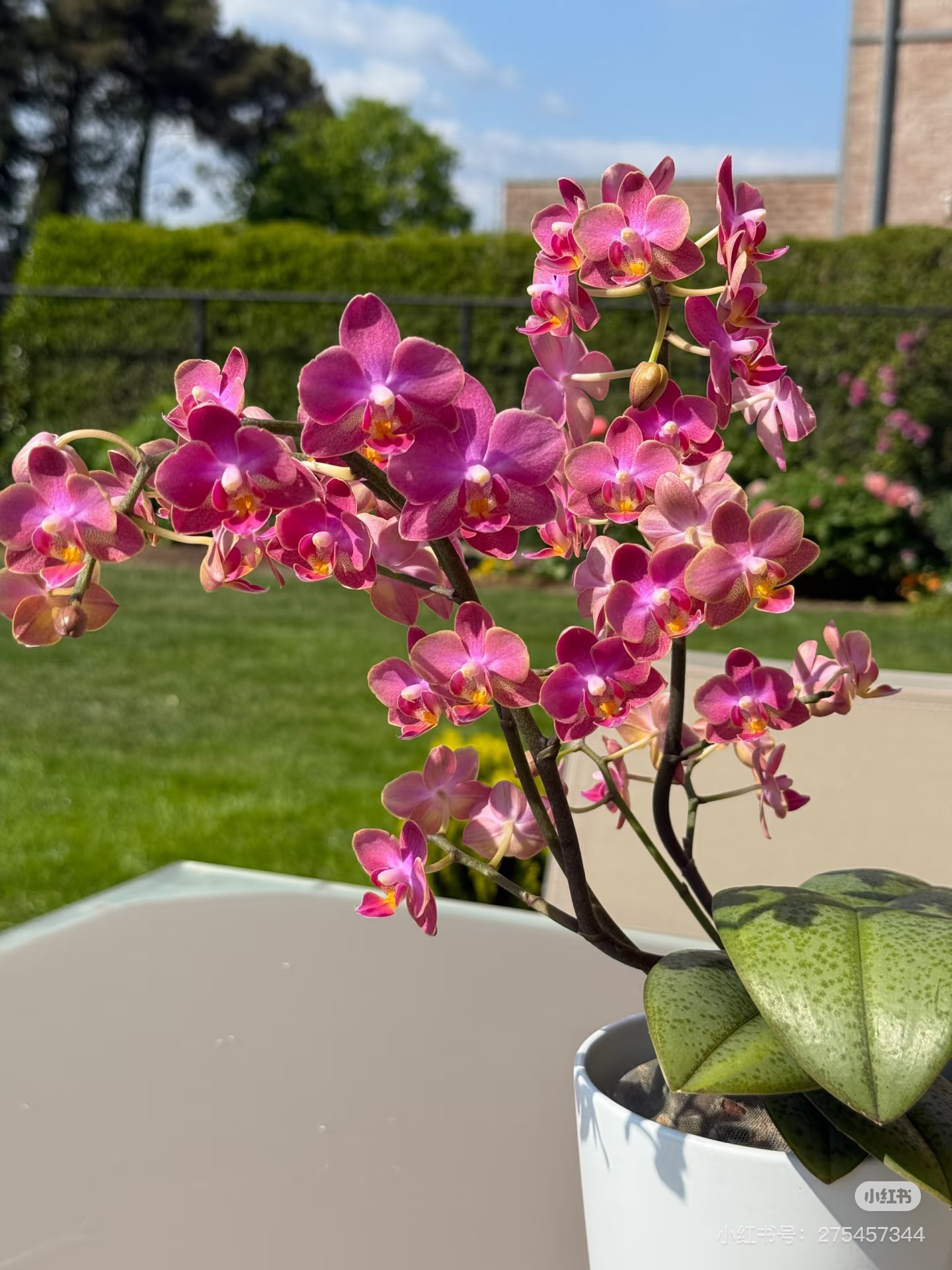【七里香】蝴蝶兰七里香(Phal.Secret Frangrance)3.0寸未出梗
