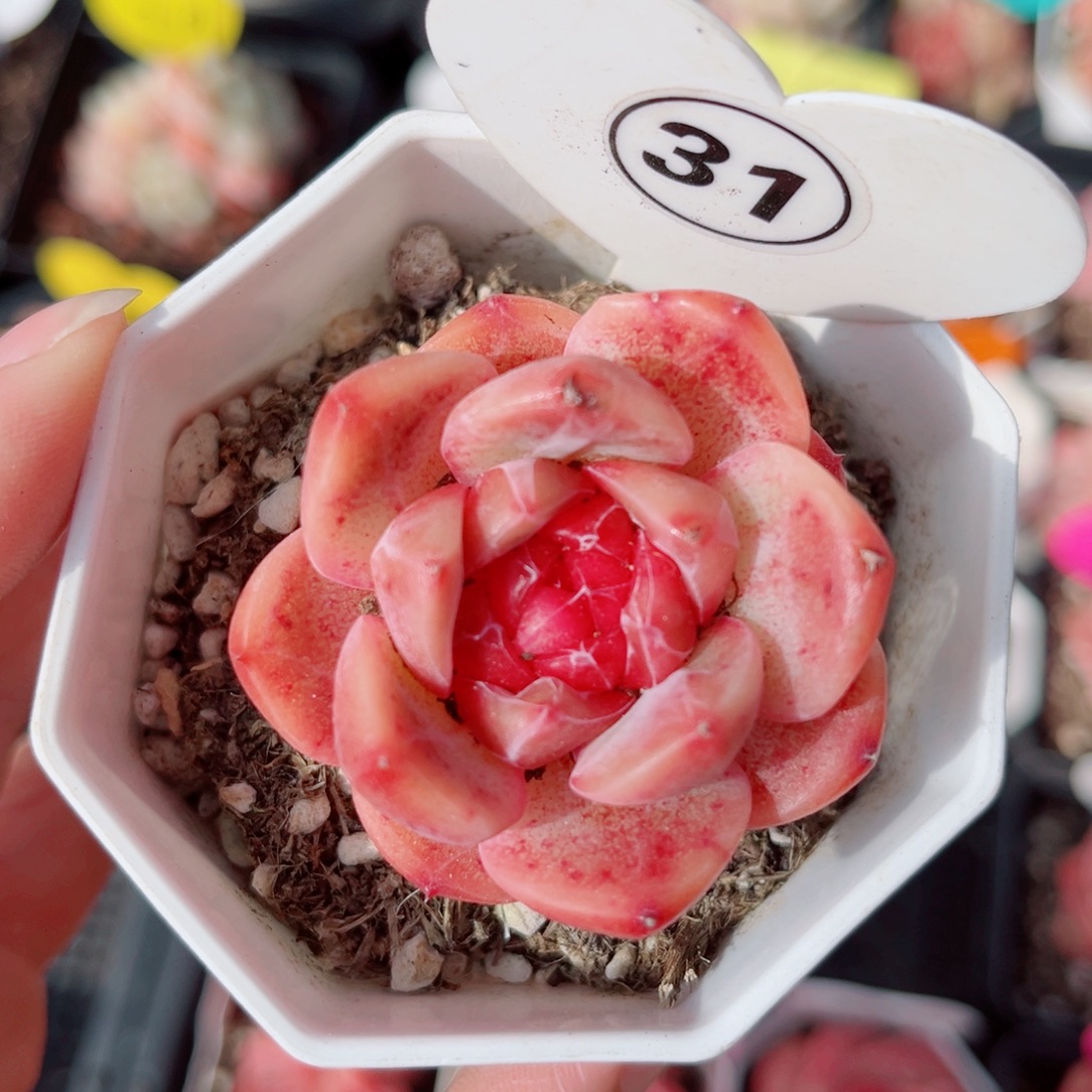 31号小老桩珍妮单头