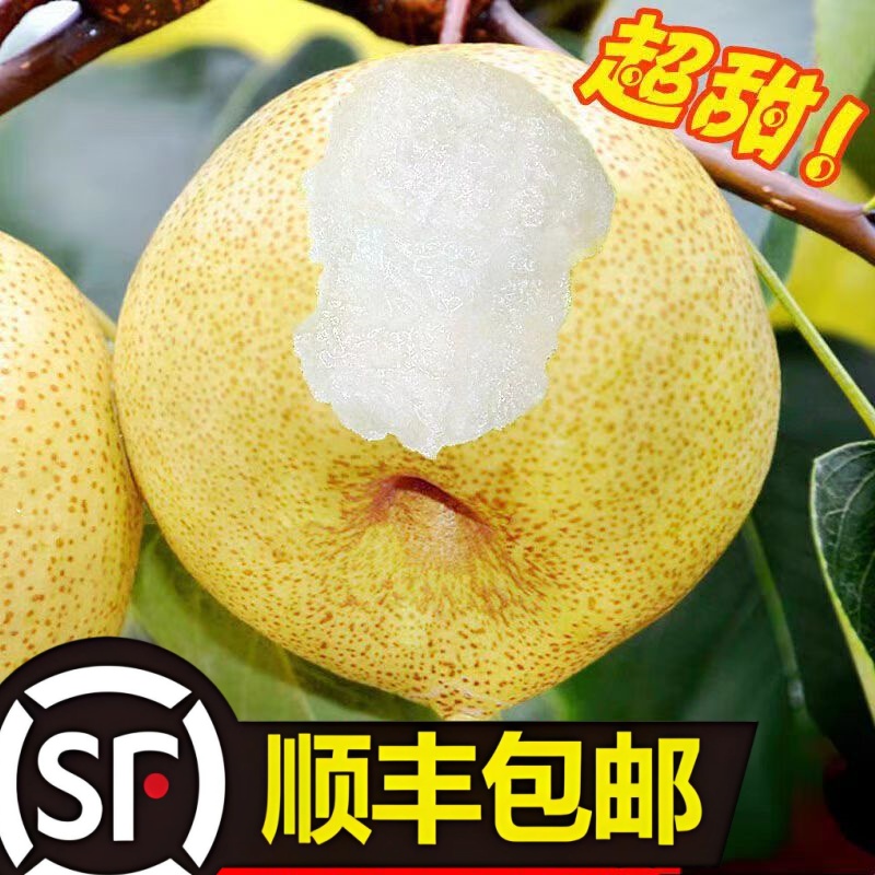 砀山酥梨【顺丰包邮】正宗砀山老树果现摘现发当季新鲜水果脆甜多汁
