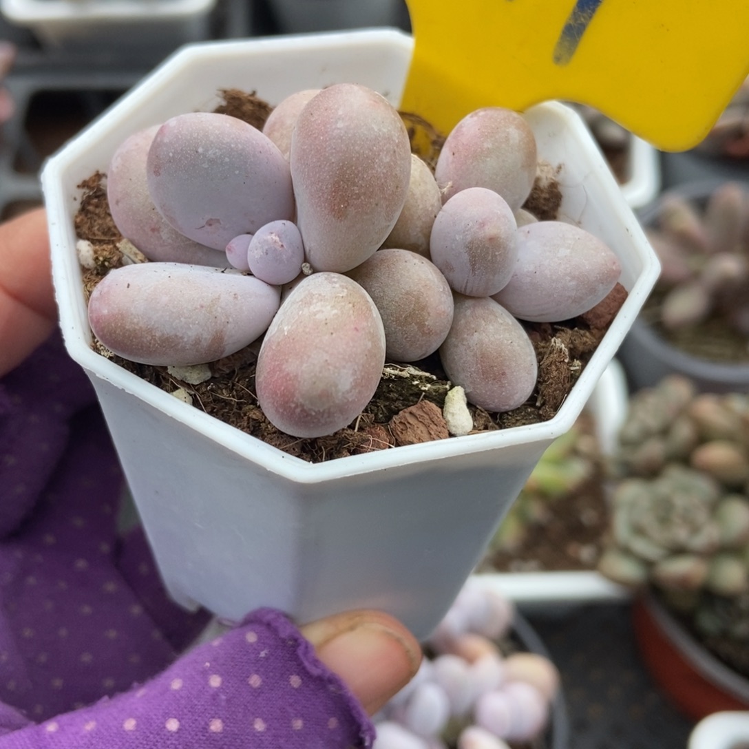 641奶酪多肉植物多肉