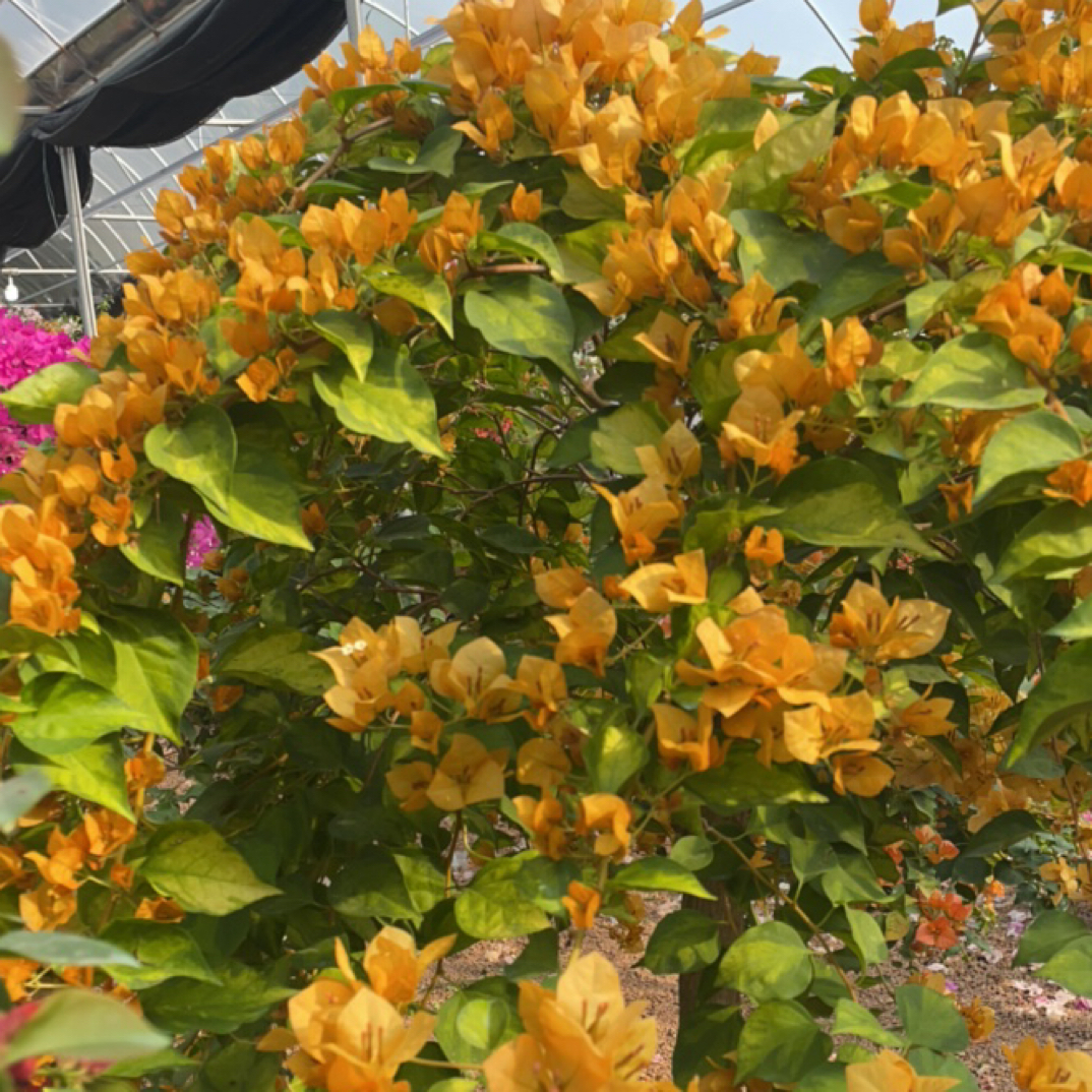 三角梅带花带盆四季开花植物勤花好养阳台庭院绿植花卉盆栽