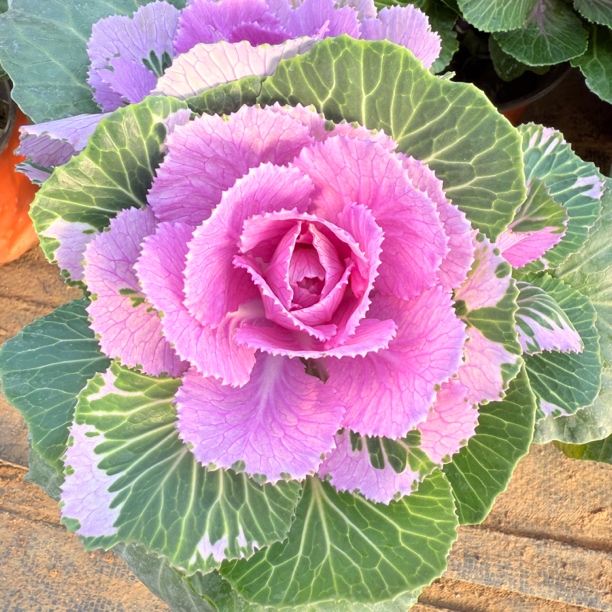 【羽衣甘蓝】叶牡丹 耐寒好养