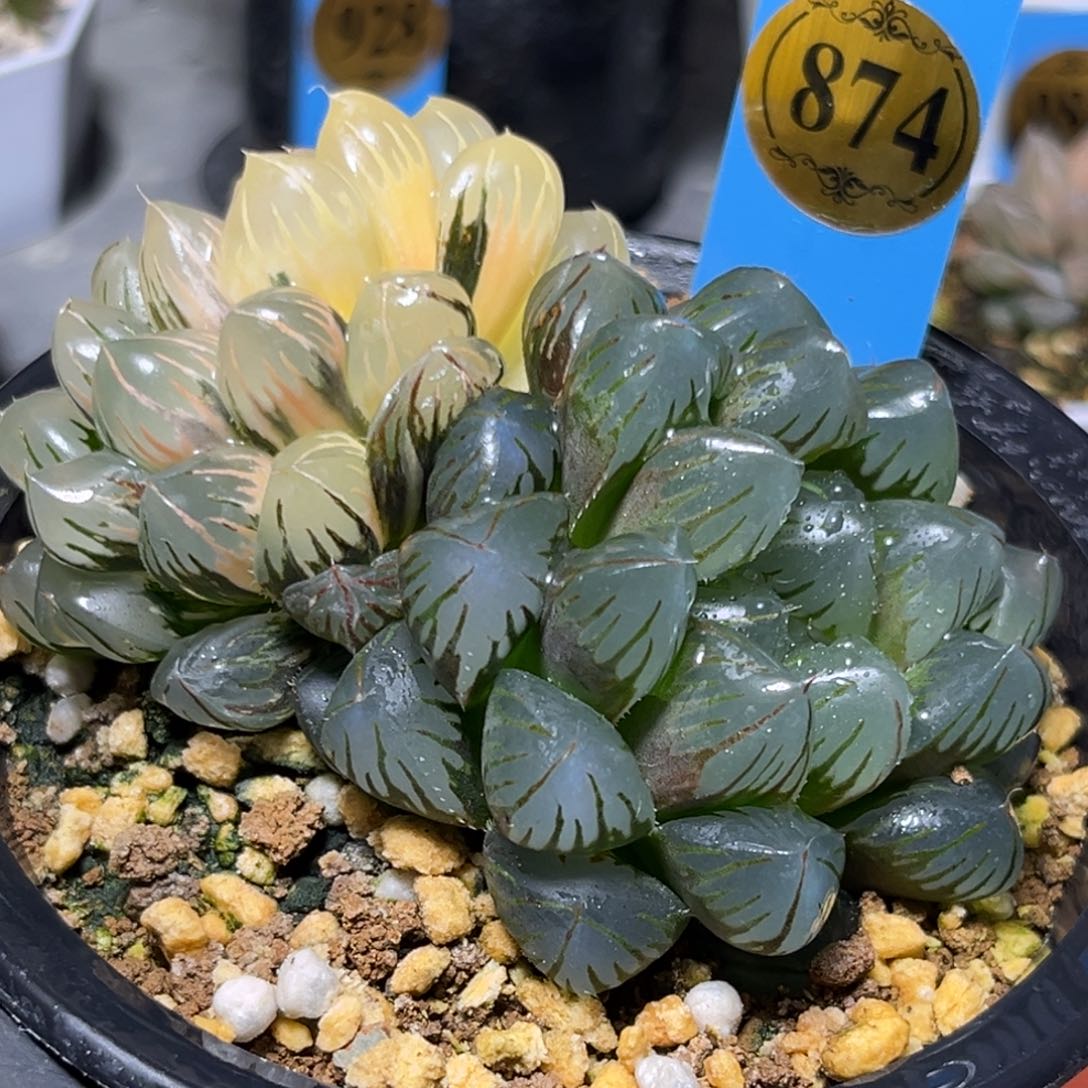 黄**妖恭喜发财大吉大利874