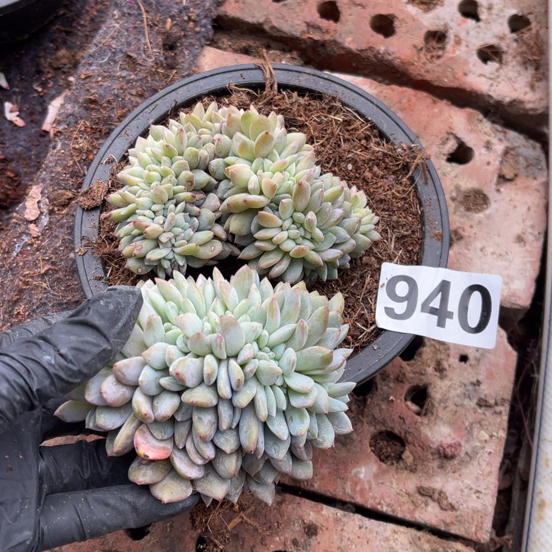 940号2颗40元115599