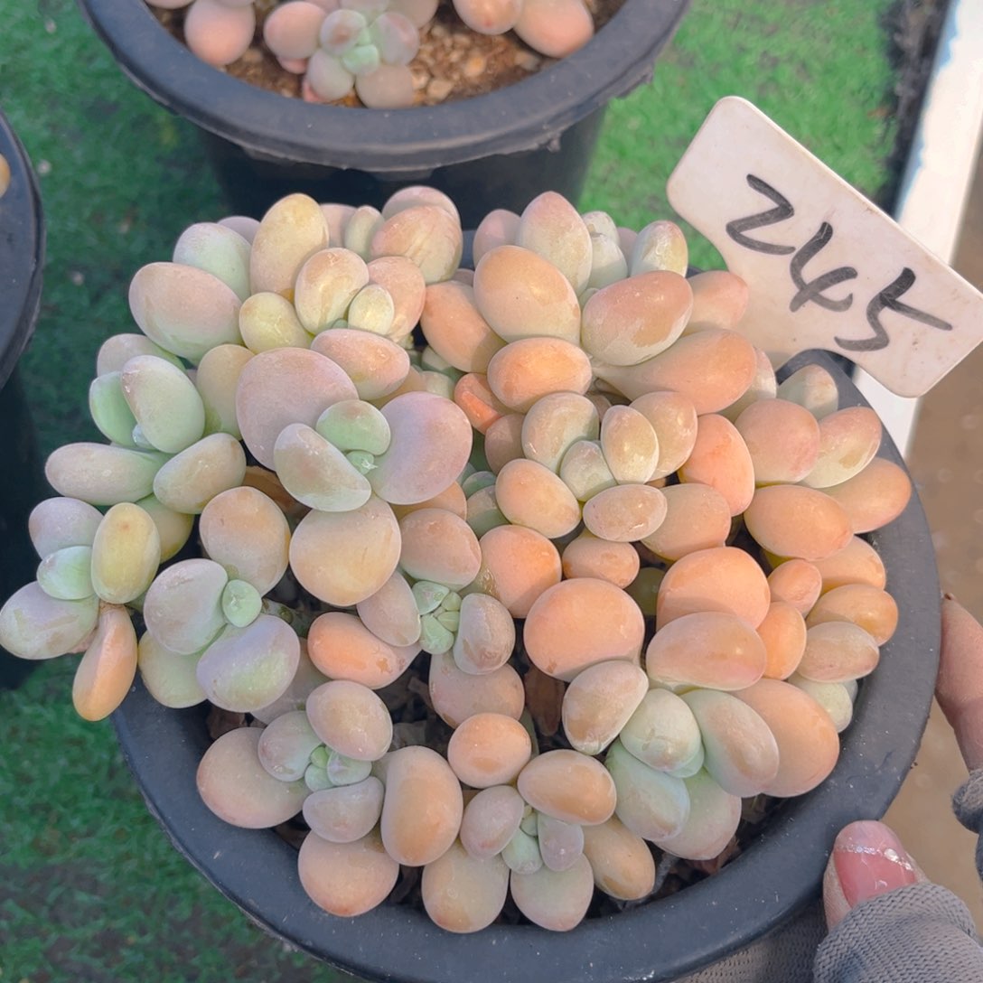 香水洛神588888888888888