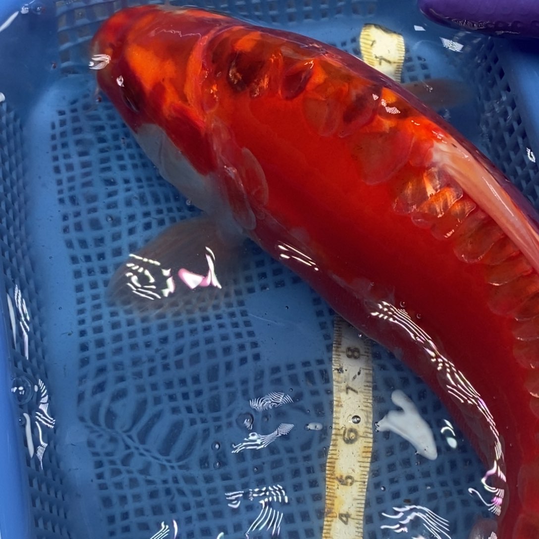 锦鲤冷水锦鲤包邮