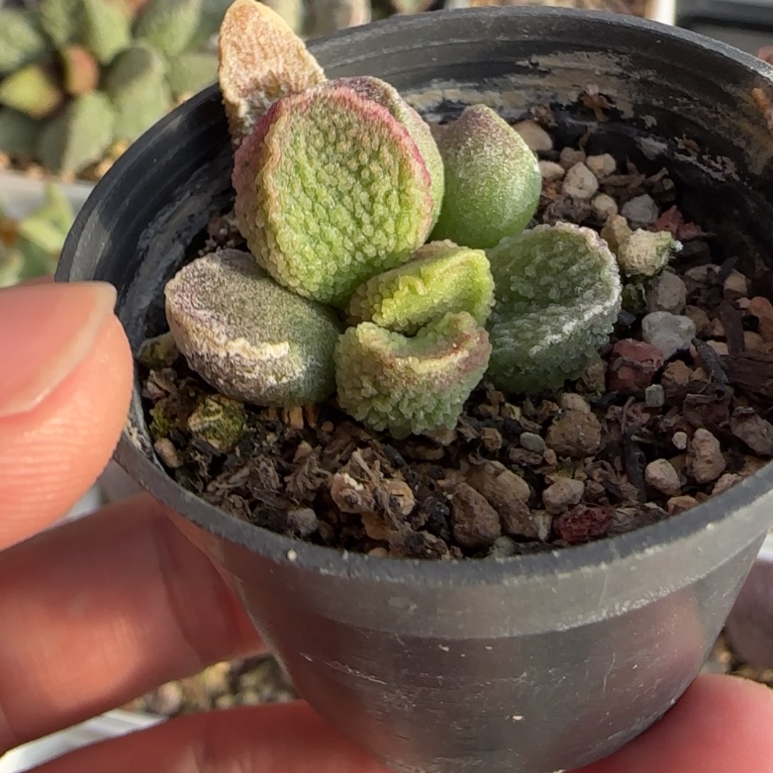 园艺水泡多肉植物水泡