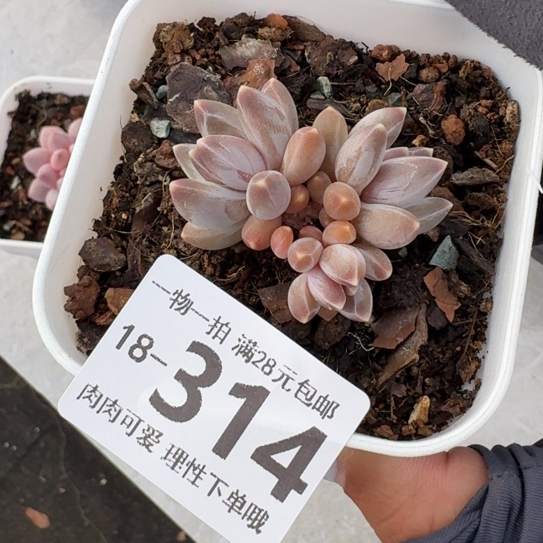 乌拉克拉无盆土发货无盆