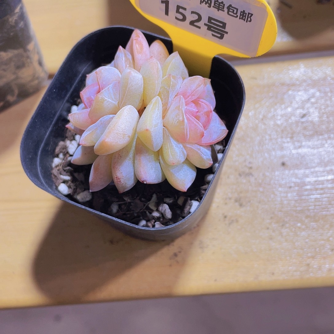 152号 宽叶冰透大白兔双头