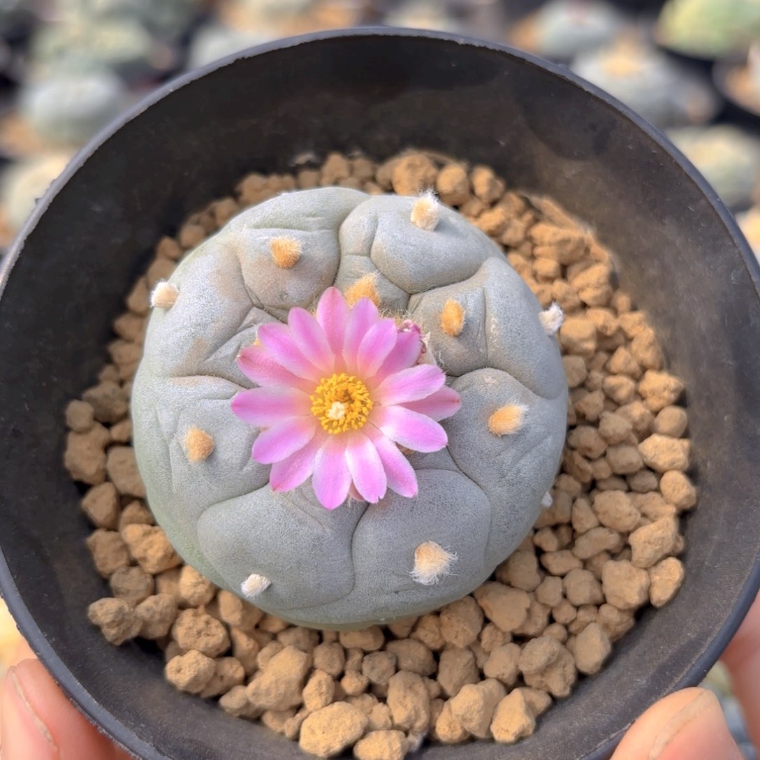 Gg g g g g g 84