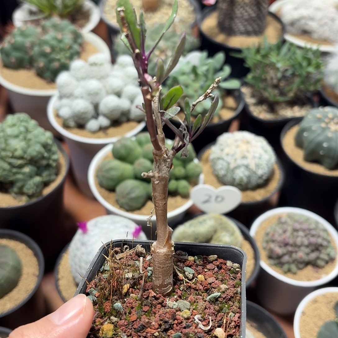 瓶干厚墩菊123456